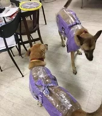 鏟屎官們給狗子做的奇葩雨衣，真是笑噴了 寵物 第10張