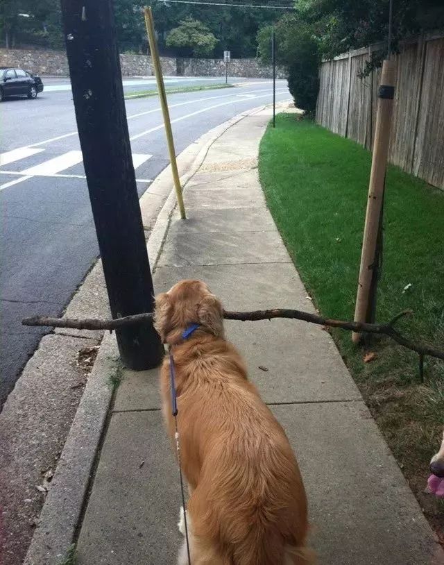 讲真，金毛要是脑子短路犯起二来，哈士奇也得靠边站……