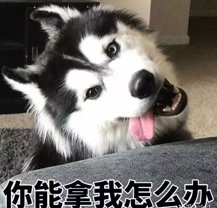 狗真的会在危险时刻保护人吗?