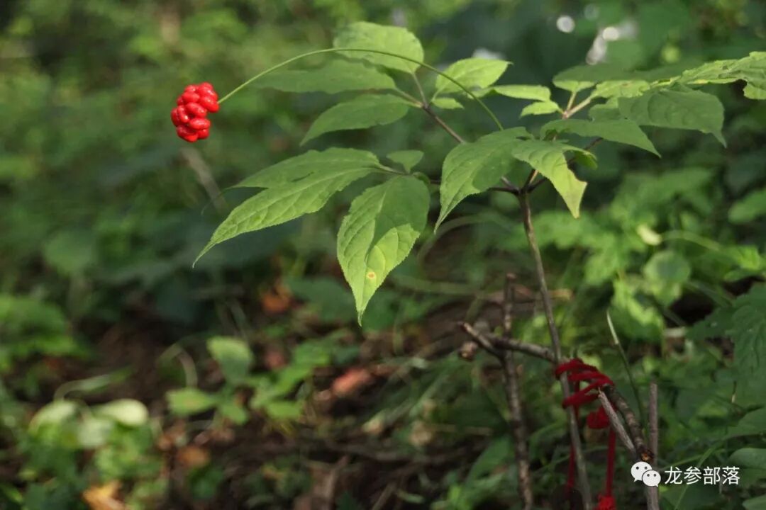 人参之奇：药材一哥的外交