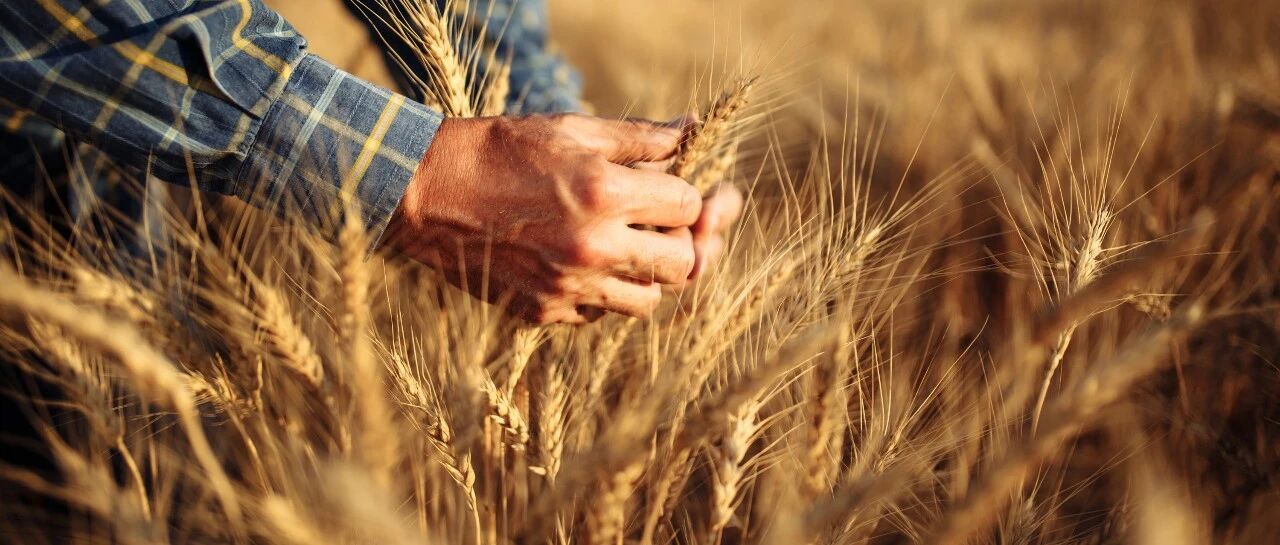 代码也能“杀”虫？