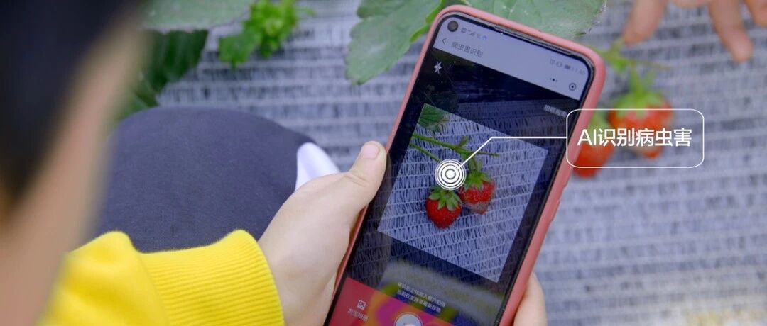 云上种草莓，有AI的味道