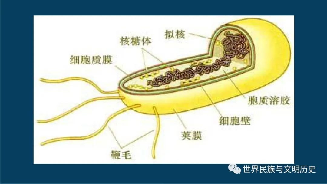 原核生物有幾種核酸