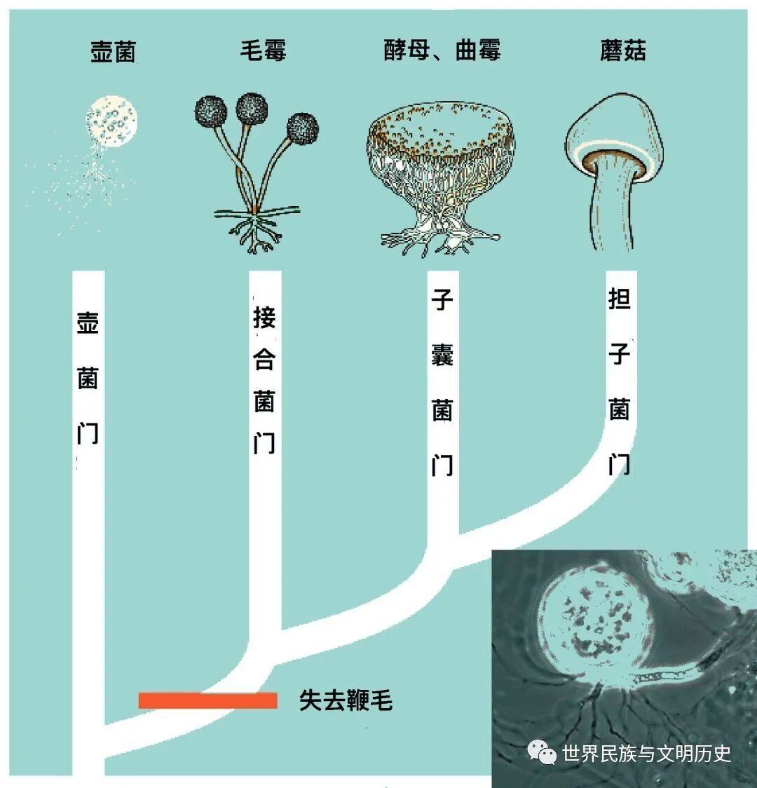 地球生物全系列 真菌篇 真菌界 壶菌门 全网搜