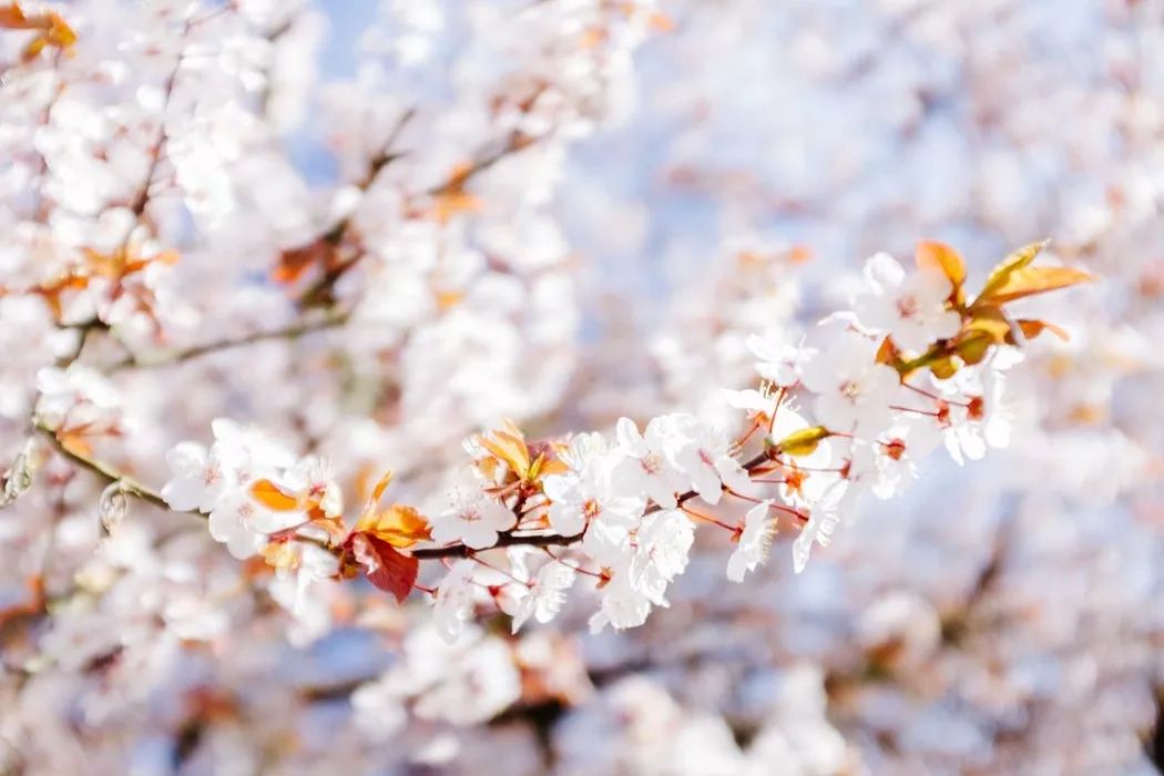 等这一切过去，春光与你共赴