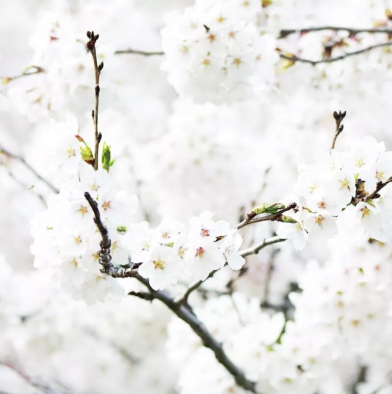 等这一切过去，春光与你共赴