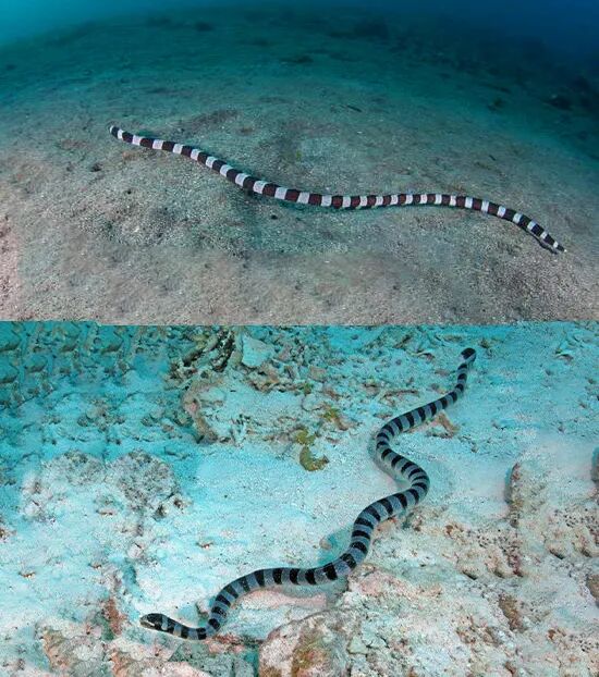 海蛇哪颗牙咬人最疼 潜水游世界 微信公众号文章阅读 Wemp