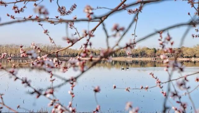 美不胜收 三月桃花映西堤 颐和园00株山桃花盛放 环游号