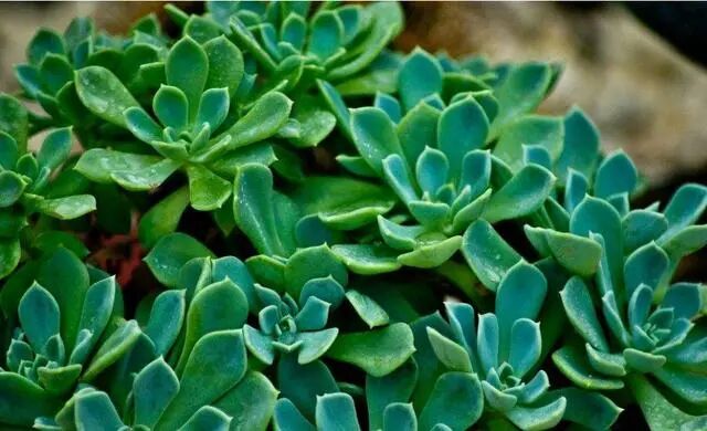 植物化解各种煞气的方法！