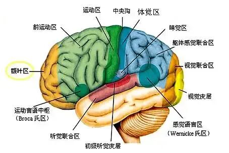 大脑、小脑和脑干示意图