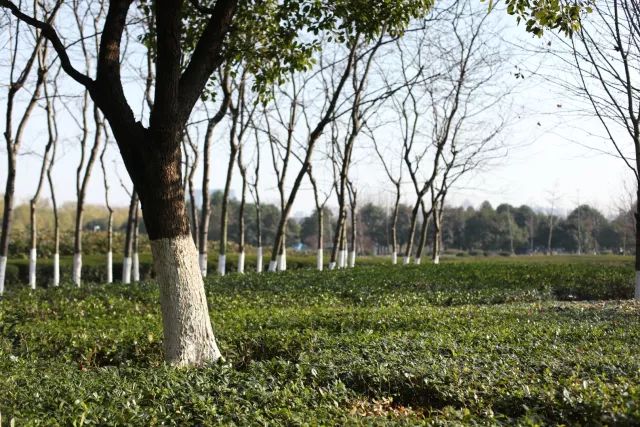 房子是用来住的,匠心,务实,回归自然才是最真的幸福.