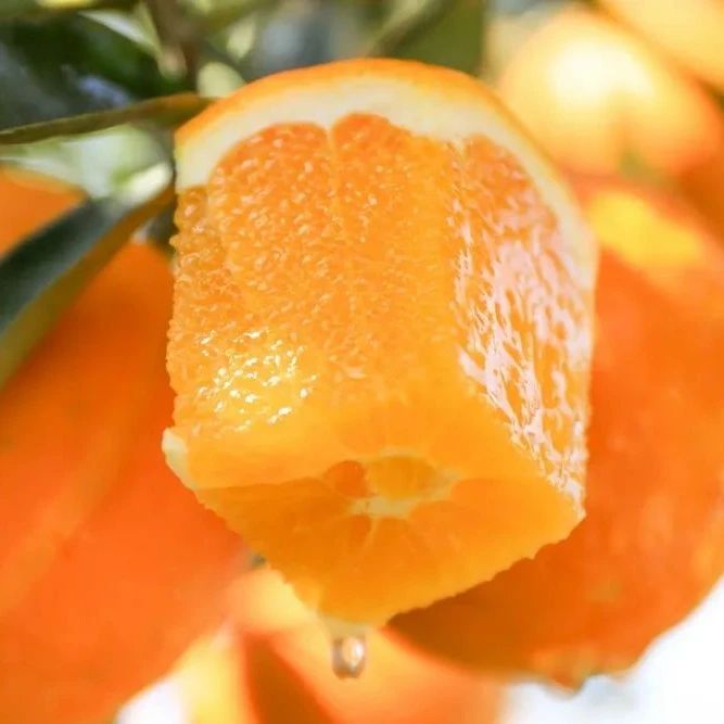 甜蜜爆汁的伦晚宝宝橙来啦！新鲜下树，一颗完美的橙子~