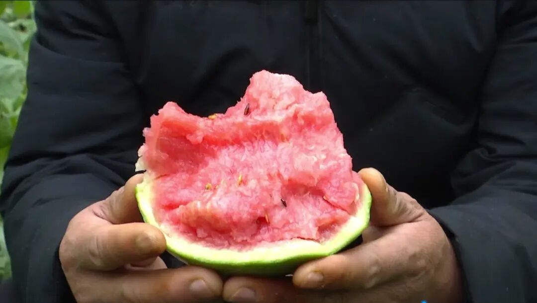 吃的时候不用刀切,用手掰着吃就行,20多的糖度,一般西瓜的糖度到不了