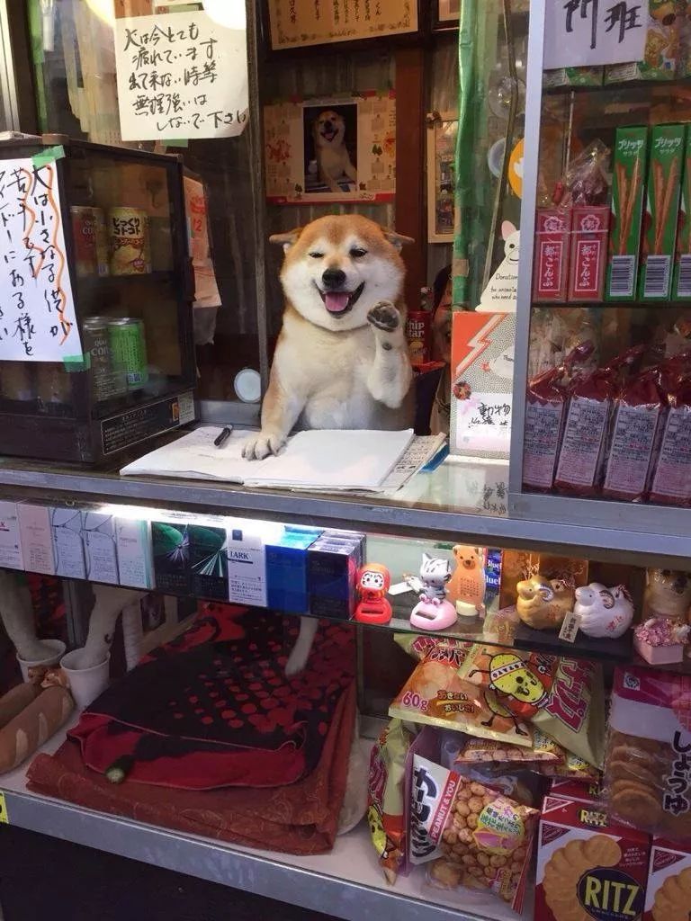 日本狗狗不一般 开店接客卖香烟 自由微信 Freewechat