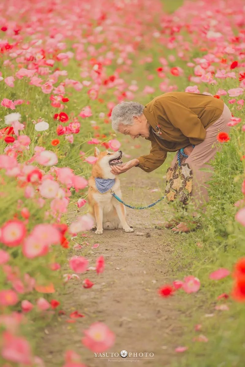 86 歲奶奶和柴犬共度餘生，一張圖片暖哭 34 萬網友，看完瞬間被治愈了… 未分類 第39張