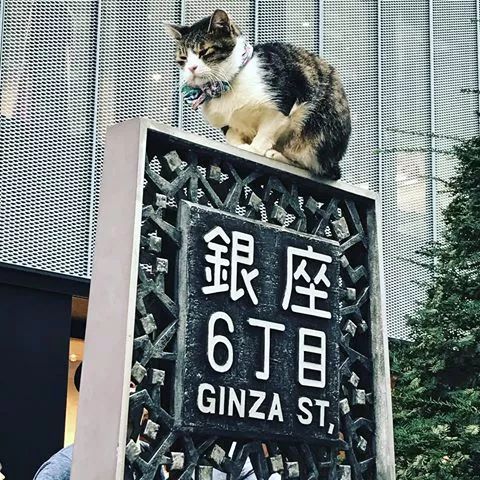 竟然是虐猫 那只八公像下超可爱的猫猫 自由微信 Freewechat