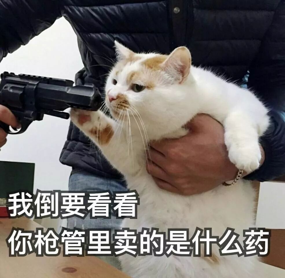 不应当 我只是一只小猫咪 表情包网红猫楼楼去世了 秋田六千 微信公众号文章