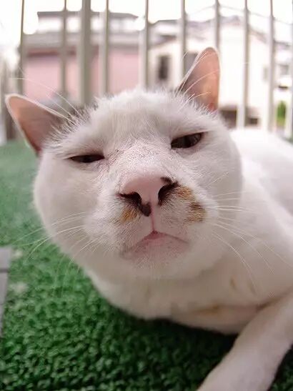 丑猫鼻祖:▼丑猫都长得像人,无可辩驳~▼地铁看手机大爷同款表情包?