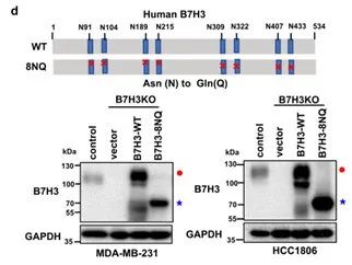 高水平文章解读 中山大学肿瘤防治中心邓蓉 朱孝峰 唐军合作发现b7h3异常n 糖基化修饰促进三阴乳腺癌免疫逃逸的新机制