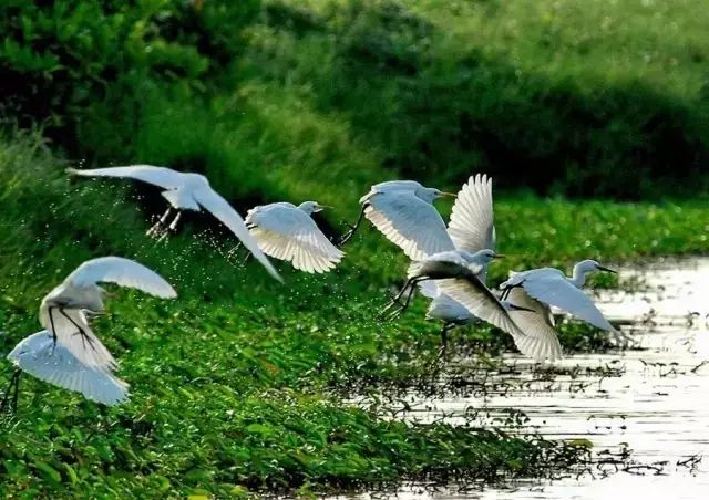 這個榮譽可謂實至名歸——後官湖溼地公園由知音湖,皮泗海,筲箕湖,高