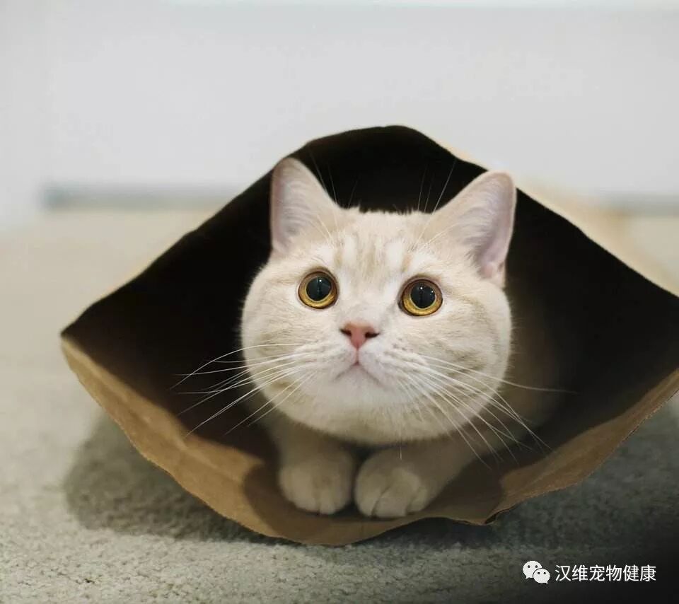 汉维学院 猫自发性膀胱炎怎么老复发- 汉维宠仕Hanvet  微信公众号 