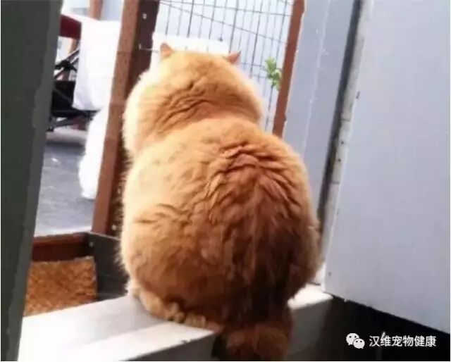 汉维学院 猫自发性膀胱炎怎么老复发- 汉维宠仕Hanvet  微信公众号 