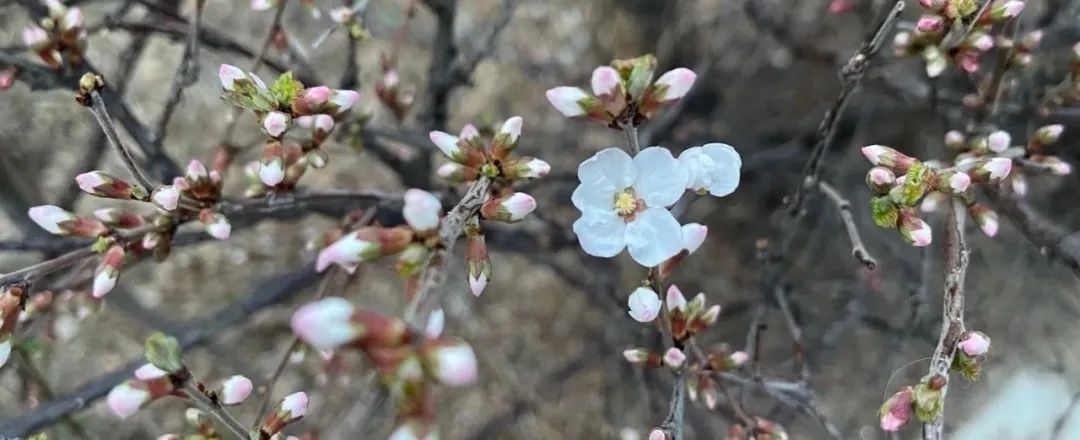 師生同心，云帆直掛，全力以赴登金榜；學(xué)練并舉，激流勇進(jìn)，攜手鑄就新輝煌——葫蘆島市二高中召開高三一模考試質(zhì)量分析暨學(xué)法指導(dǎo)大會