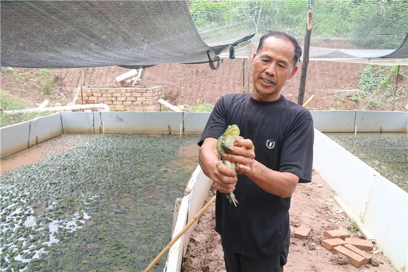 基地自然生長牛蛙屬於兩棲綱,無尾目,蛙科,是一種大型食用蛙,其肉質