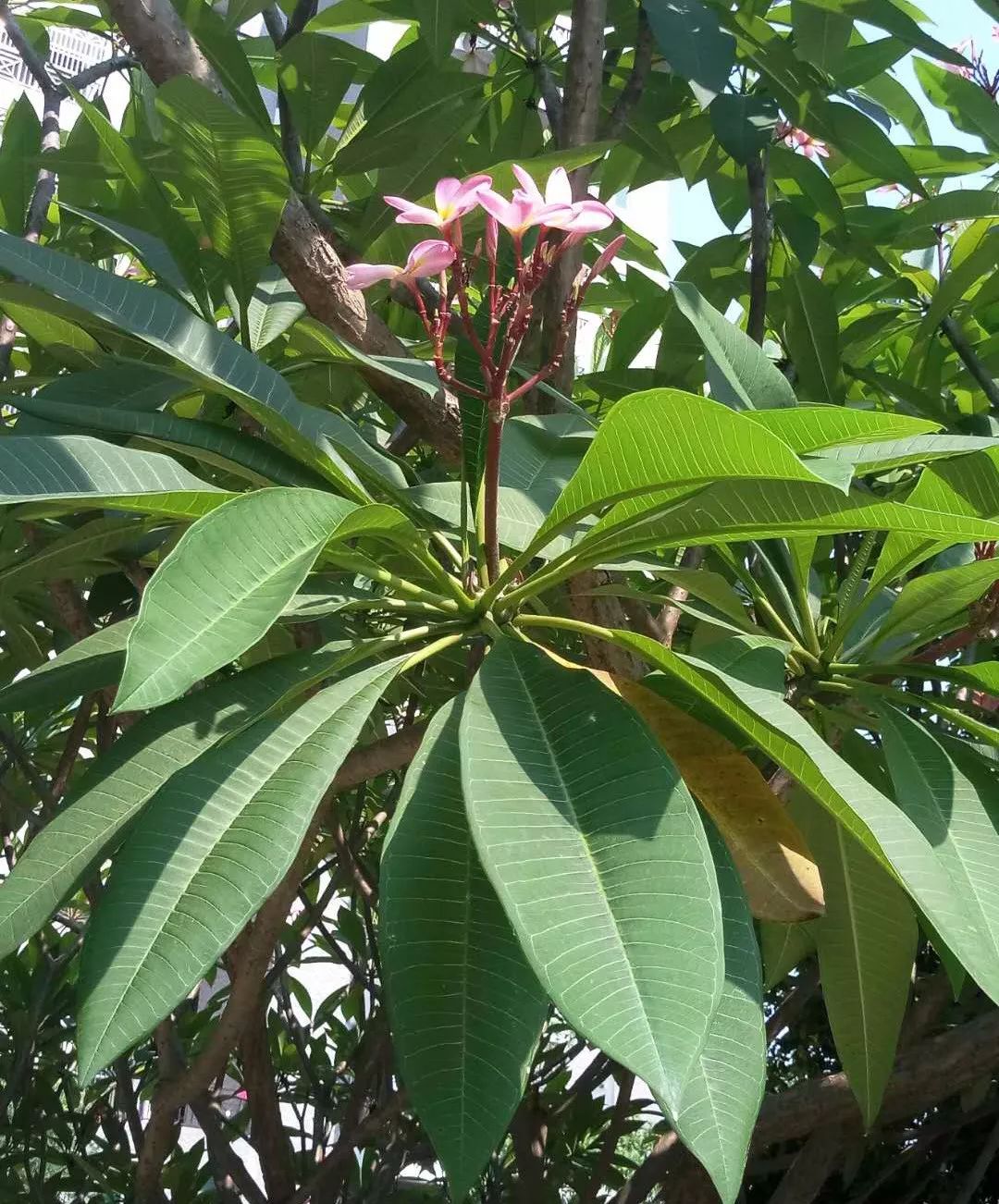 周老师识药 罗浮山道地中药材介绍 47 鸡蛋花 广东省葛洪中医药研究院 微信公众号文章阅读 Wemp