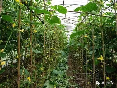 种植创业项目_种植创业项目的理由怎么写_种植创业项目的理由