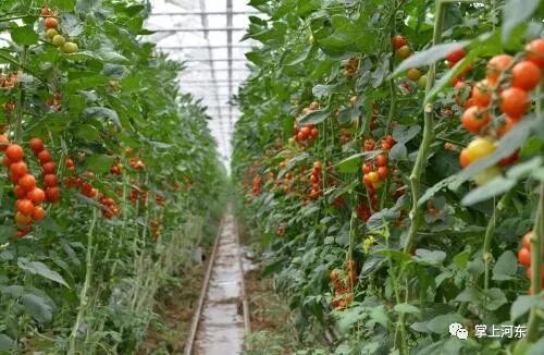 种植创业项目的理由怎么写_种植创业项目_种植创业项目的理由