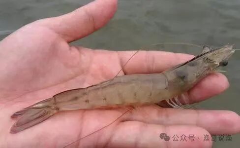 白对虾养殖保肝护胆之中药篇！