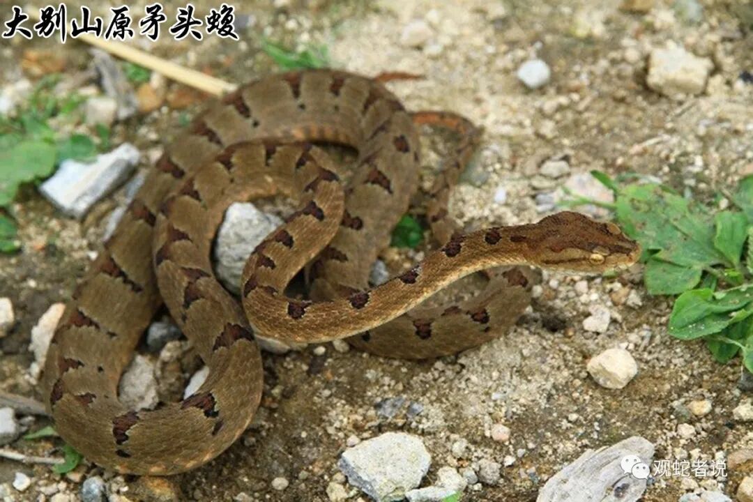 蝰科的蛇类都有哪些？蝰科蛇类图片大全