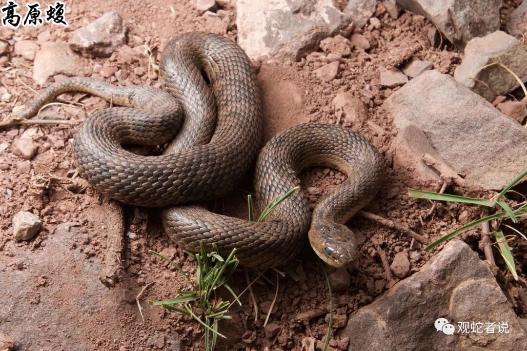 蝰科的蛇类都有哪些？蝰科蛇类图片大全
