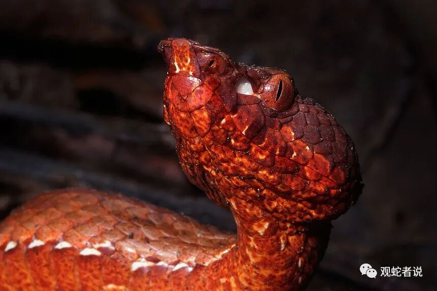 蝰科的蛇类都有哪些？蝰科蛇类图片大全