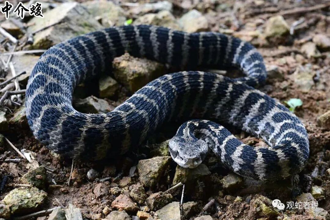 蝰科的蛇类都有哪些？蝰科蛇类图片大全