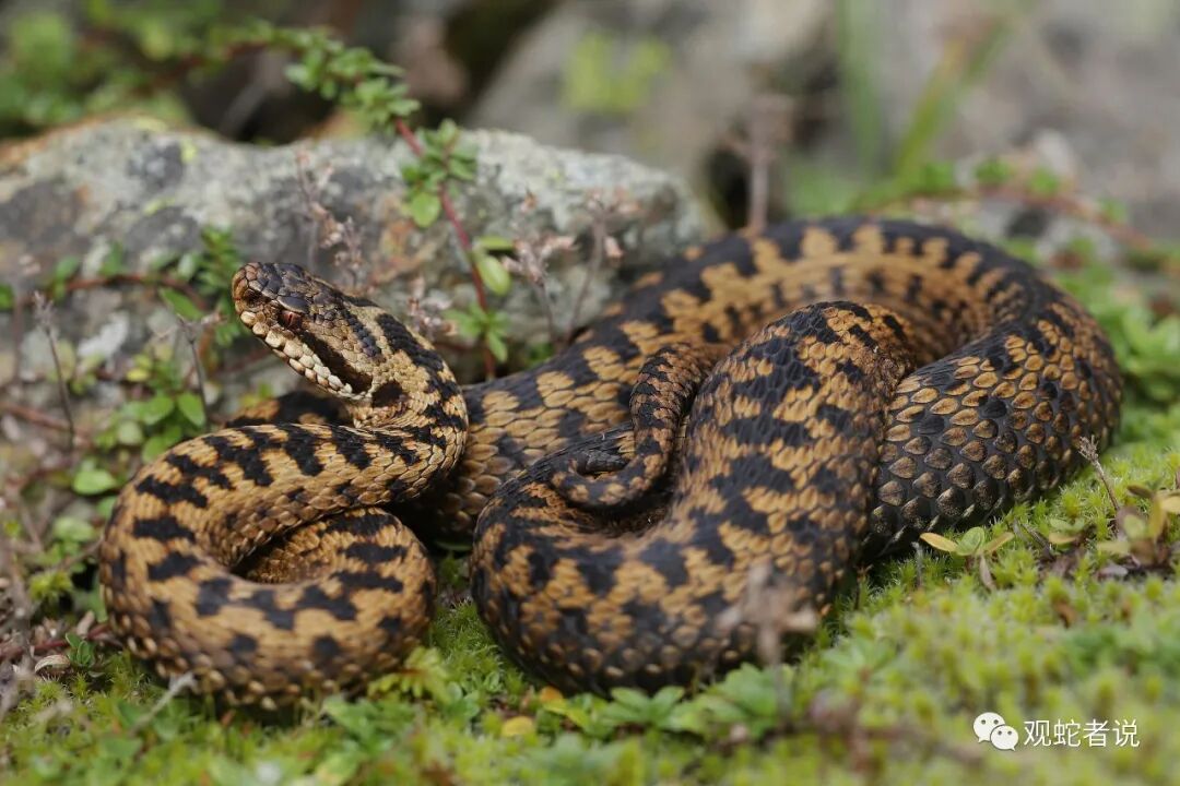 蝰科的蛇类都有哪些？蝰科蛇类图片大全