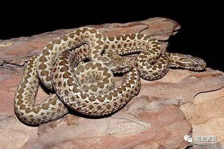 蝰科的蛇类都有哪些？蝰科蛇类图片大全