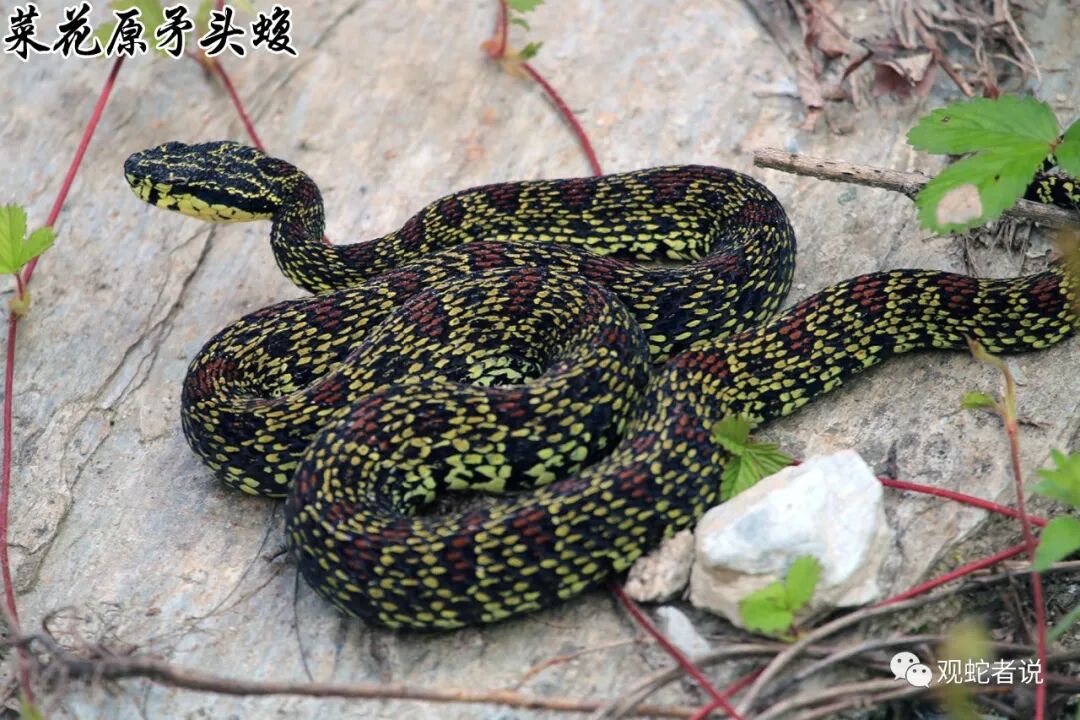 蝰科的蛇类都有哪些？蝰科蛇类图片大全