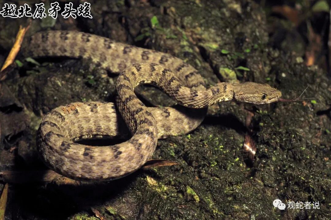 蝰科的蛇类都有哪些？蝰科蛇类图片大全