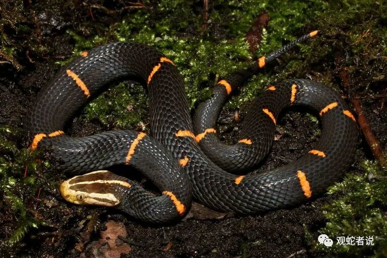 蝰科的蛇类都有哪些？蝰科蛇类图片大全