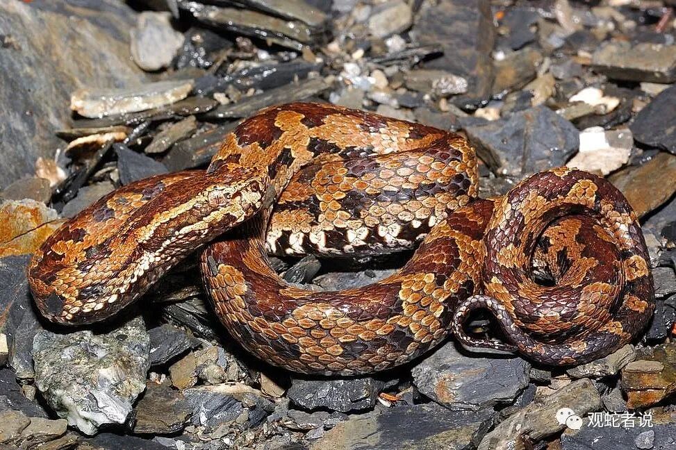 蝰科的蛇类都有哪些？蝰科蛇类图片大全