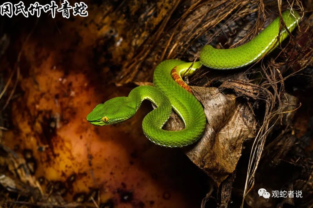 蝰科的蛇类都有哪些？蝰科蛇类图片大全