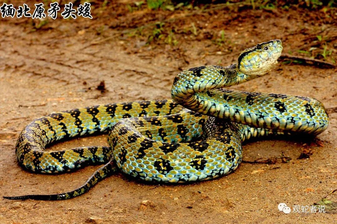 蝰科的蛇类都有哪些？蝰科蛇类图片大全