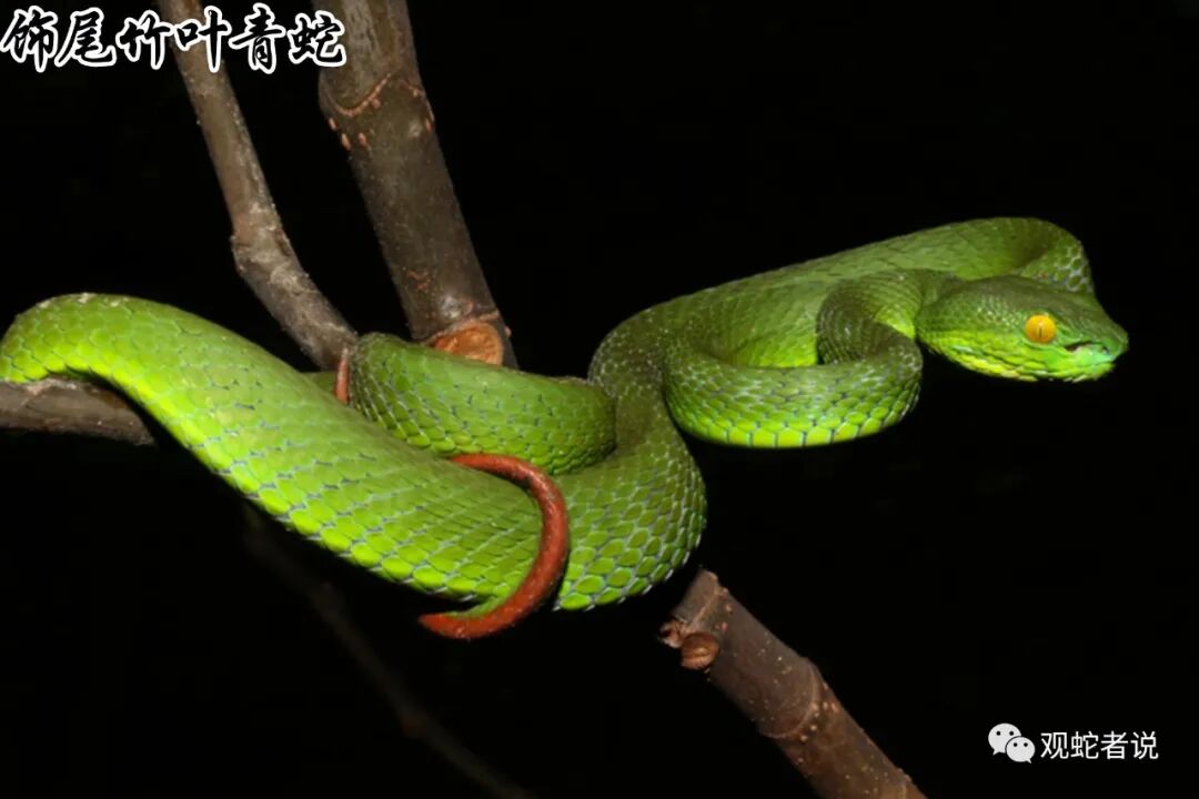 蝰科的蛇类都有哪些？蝰科蛇类图片大全