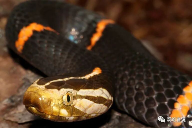 蝰科的蛇类都有哪些？蝰科蛇类图片大全