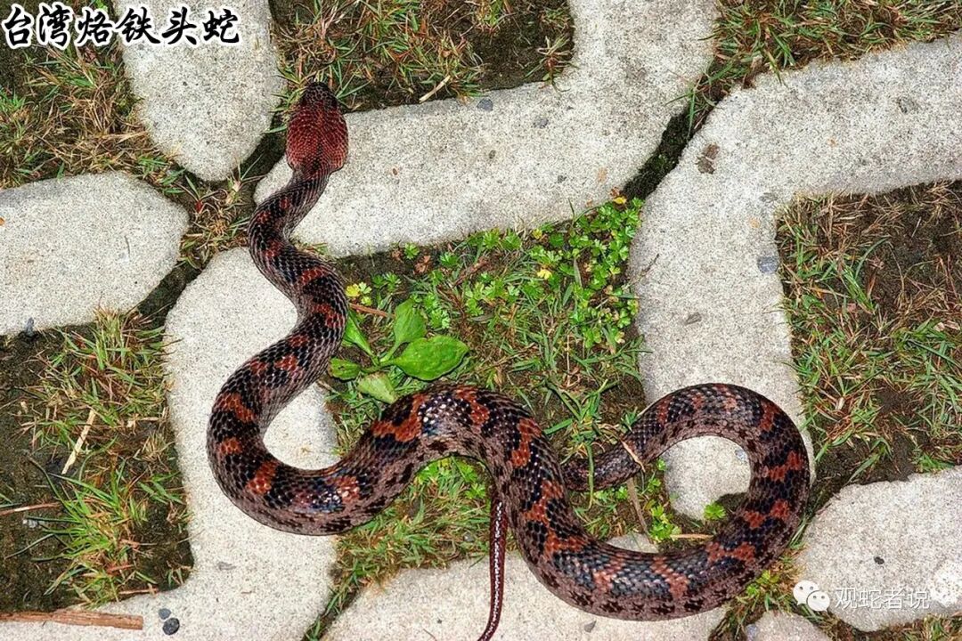 蝰科的蛇类都有哪些？蝰科蛇类图片大全