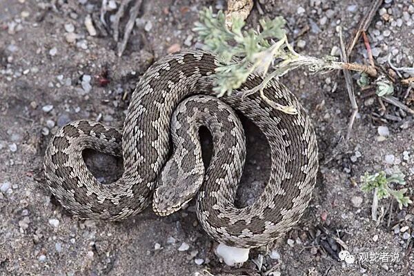 蝰科的蛇类都有哪些？蝰科蛇类图片大全