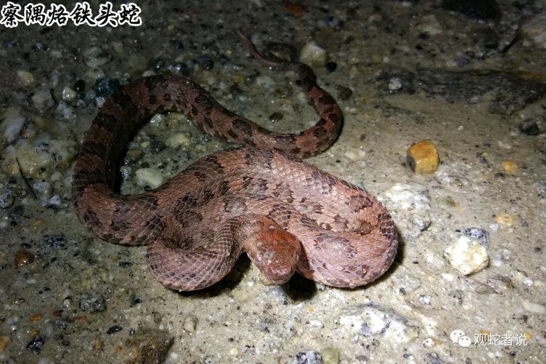 蝰科的蛇类都有哪些？蝰科蛇类图片大全