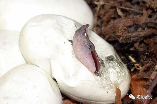 蝰科的蛇类都有哪些？蝰科蛇类图片大全